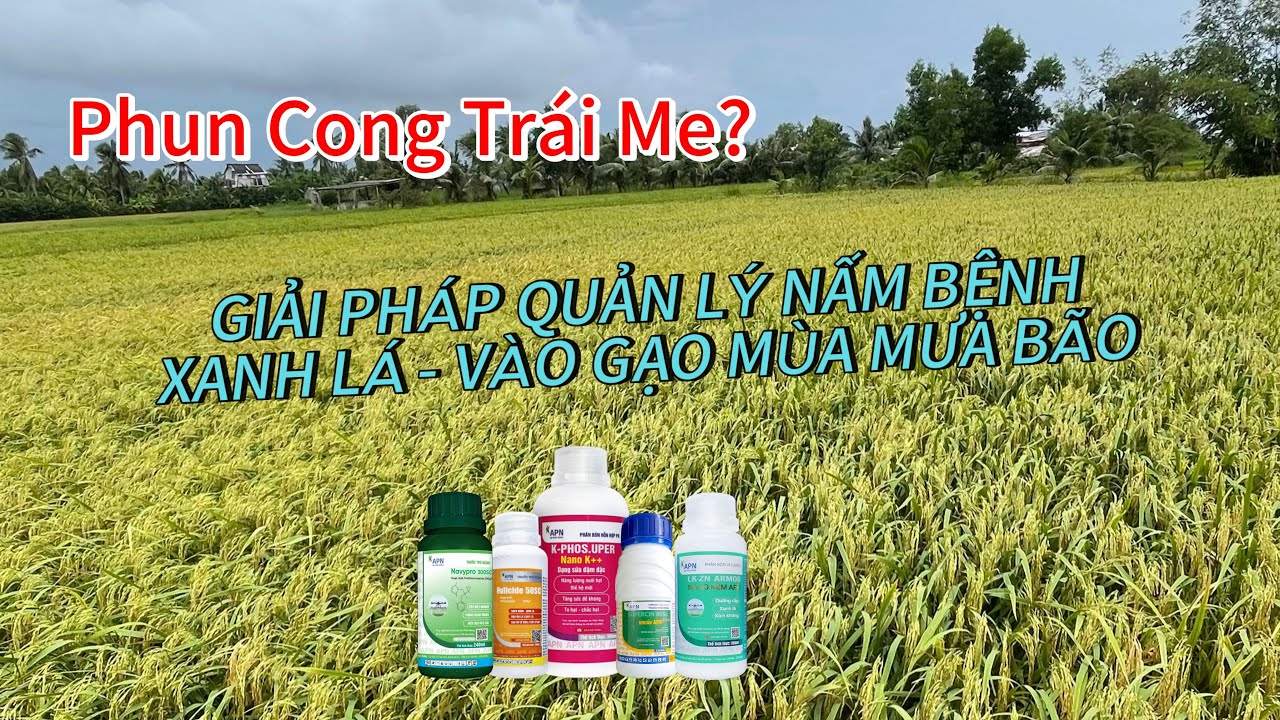VÀO GẠO - HẠN CHẾ CHÁY BÌA LÁ - XANH LÁ SẠCH BỆNH trên giống Om18