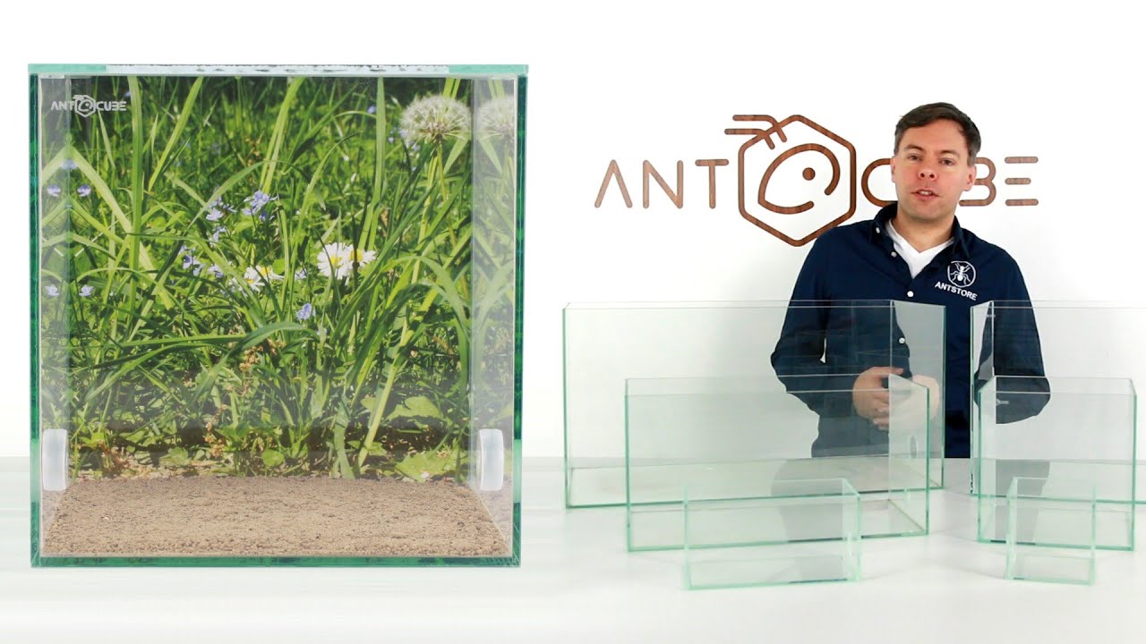 ANTCUBE Ameisenarenen - Arena für Ameisen