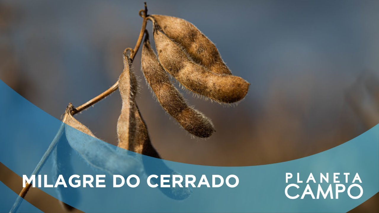 BALSAS LIDERA A PRODUÇÃO DE SOJA NO MARANHÃO | PLANETA CAMPO