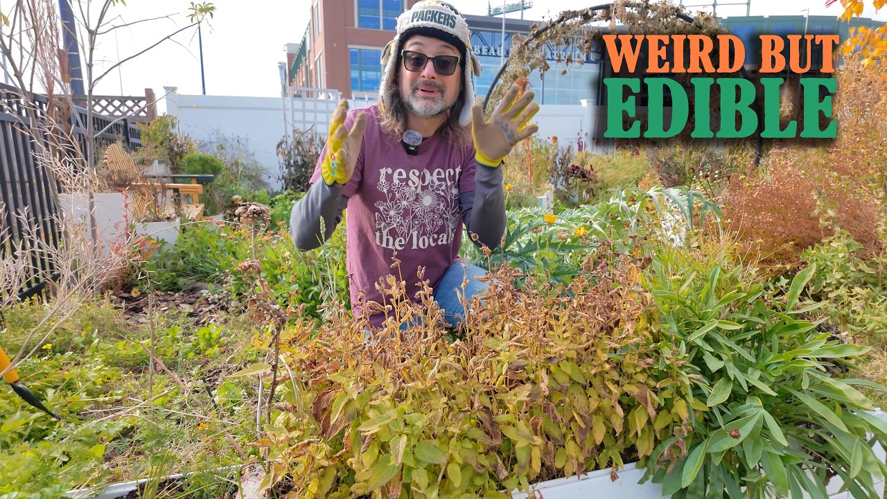 Harvesting Chinese Artichokes After Frost &ndash; Why Gardeners Love This Fall Crop