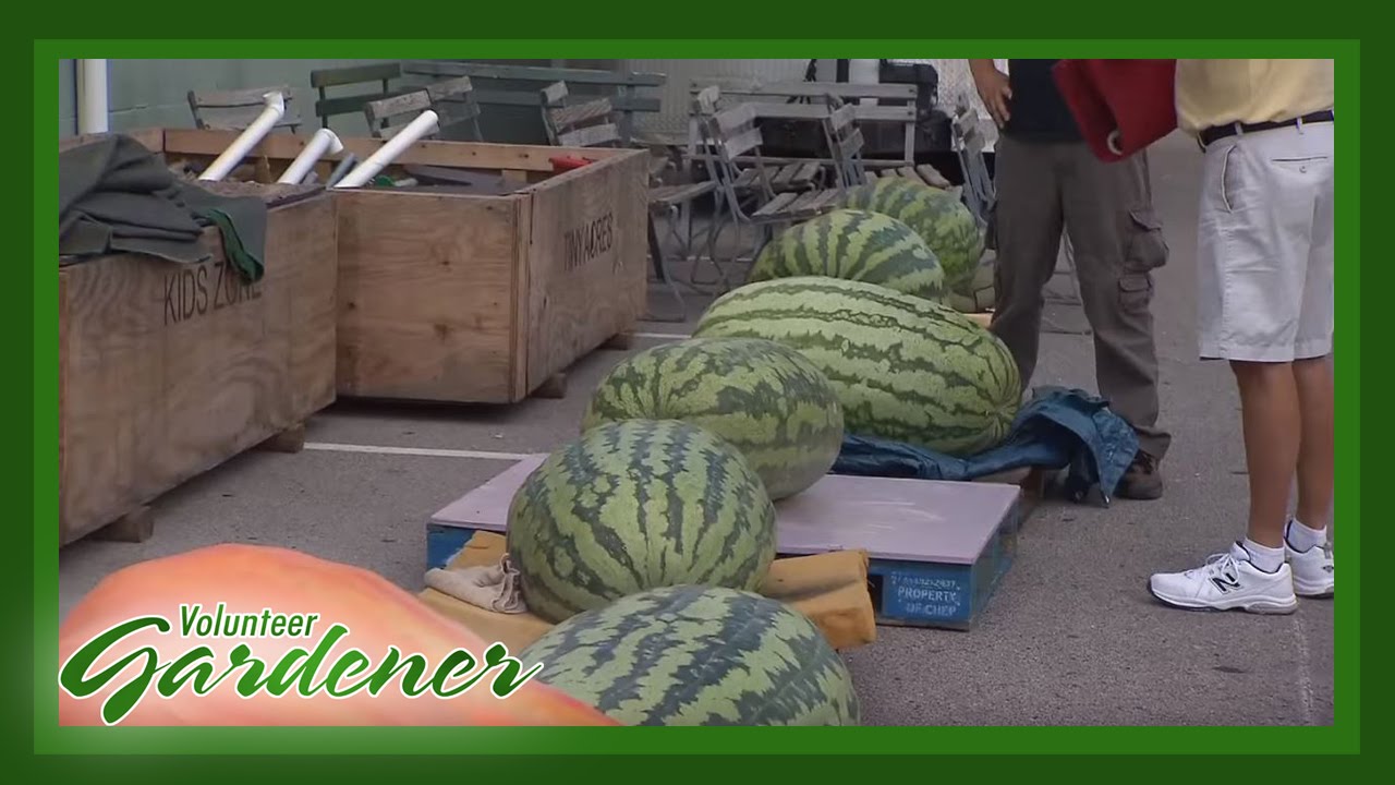 Growing Giant Produce | Volunteer Gardener