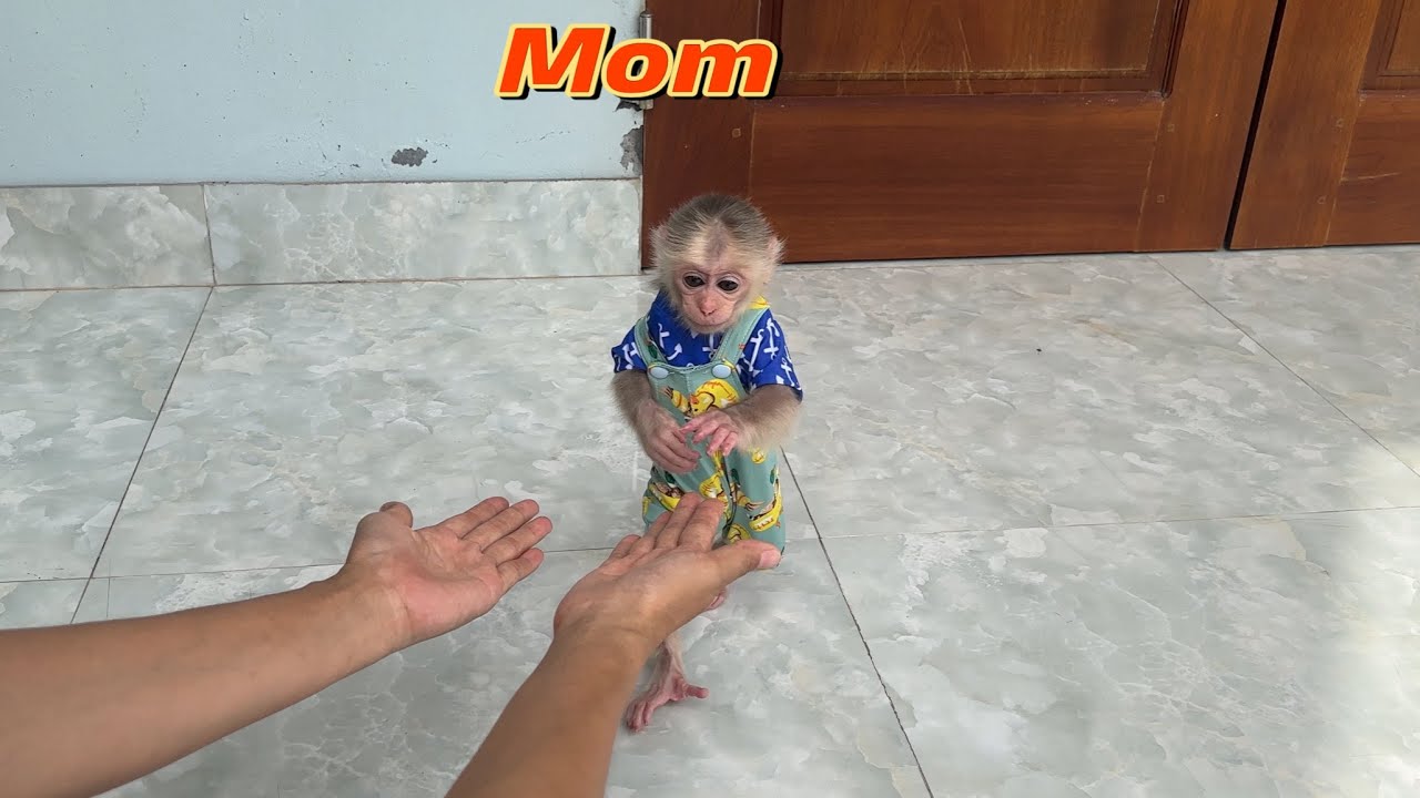 Monkey Abi misses mom and wants to see mom