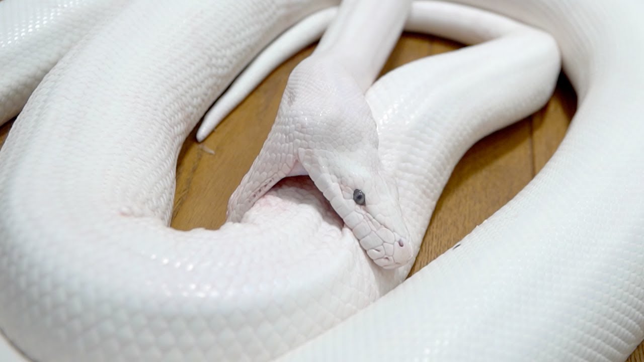 【大怪我】我が家の巨大白蛇がまたやらかしてくれました