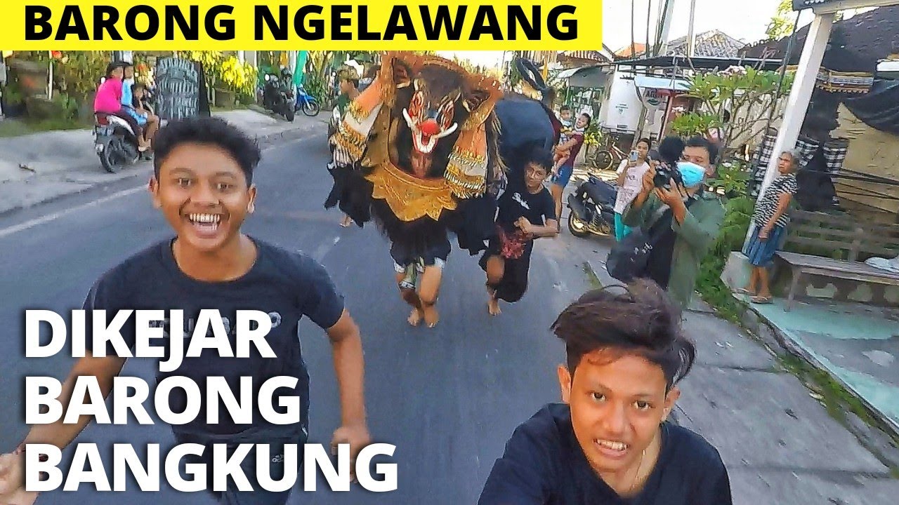 DIKEJAR BARONG BANGKUNG GALAK  - BARONG BANGKUNG DENGAS NGELAWANG