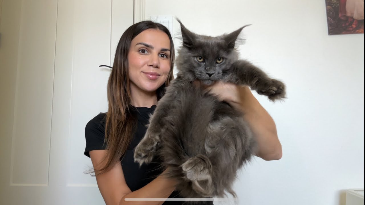 Bringing home 2 new Maine Coon kittens! (as a Maine Coon breeder)