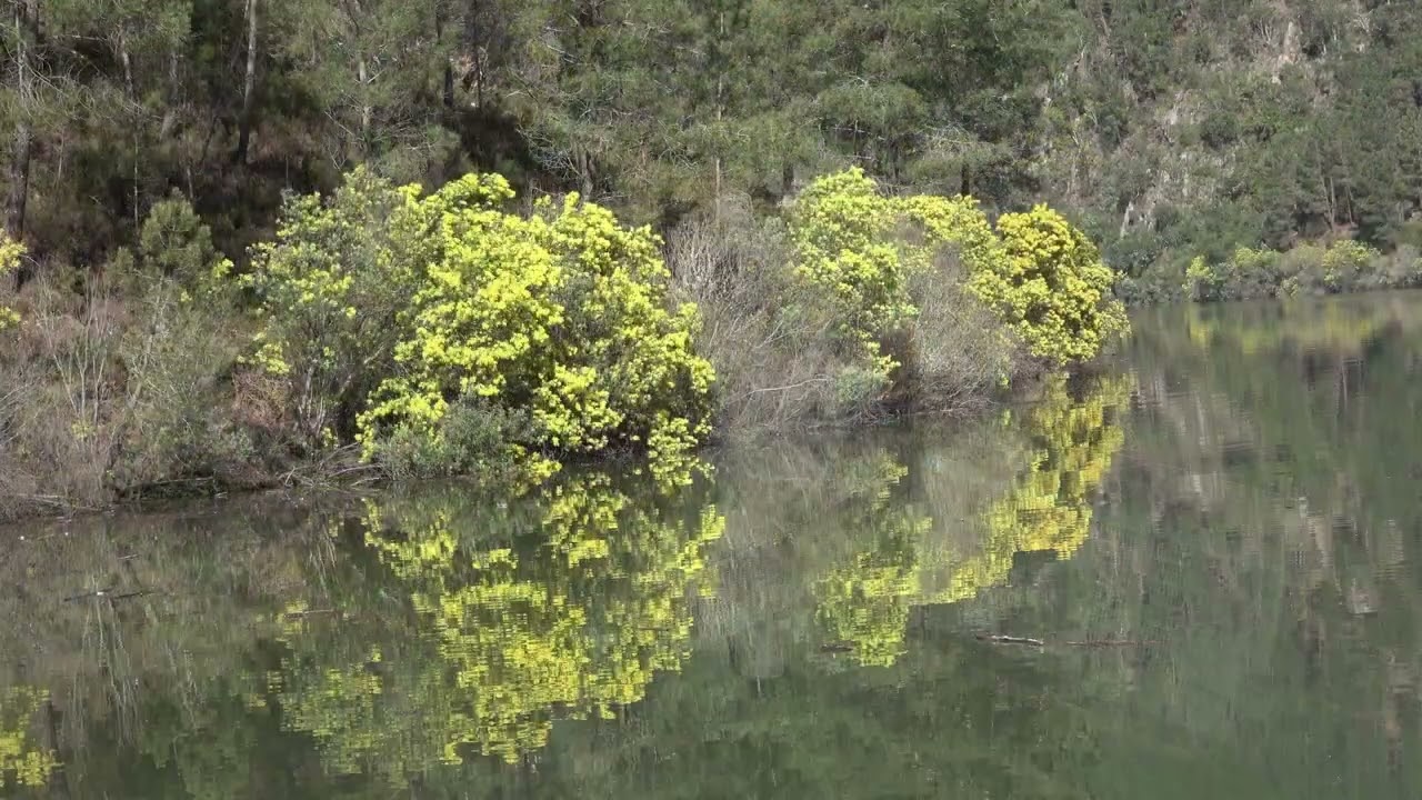 RIBEIRA SACRA  Embalse de Santo Estevo de Ribas de Sil  05032026