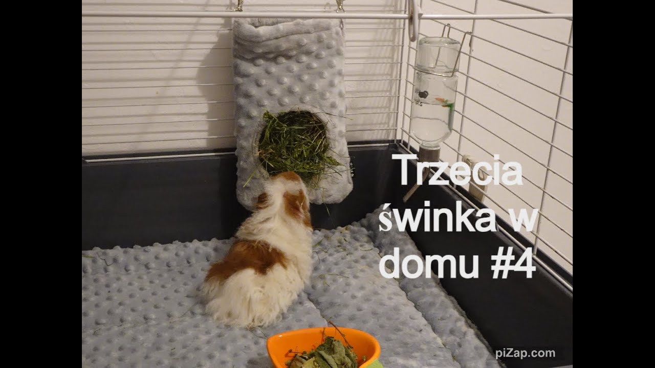 Oswajanie świnki morskiej 🐷