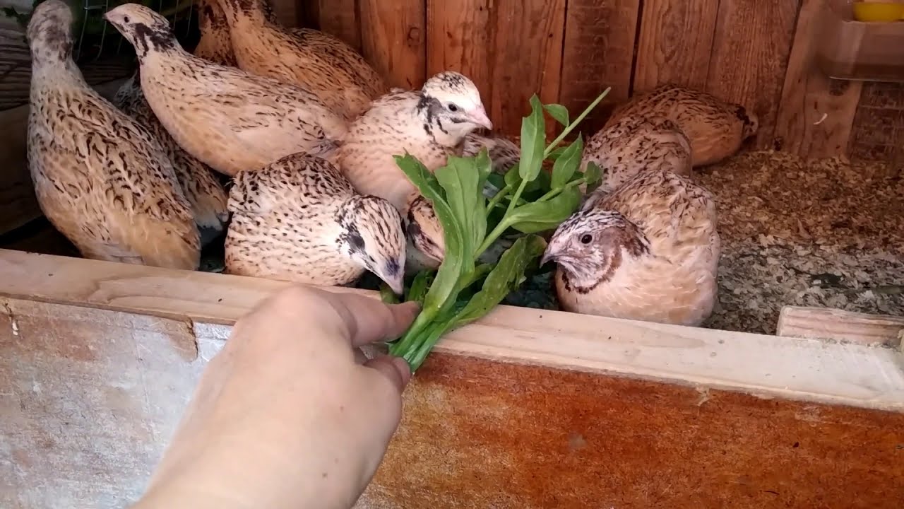 Кормлю перепелов зеленью для экономии корма.