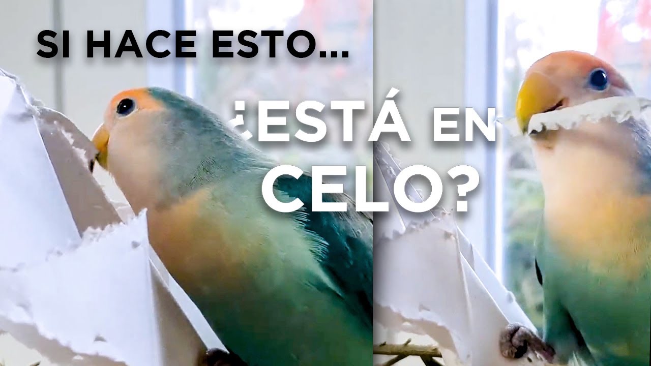 Los JUGUETES INCITAN al CELO 🤔 ¿VERDAD o MENTIRA?
