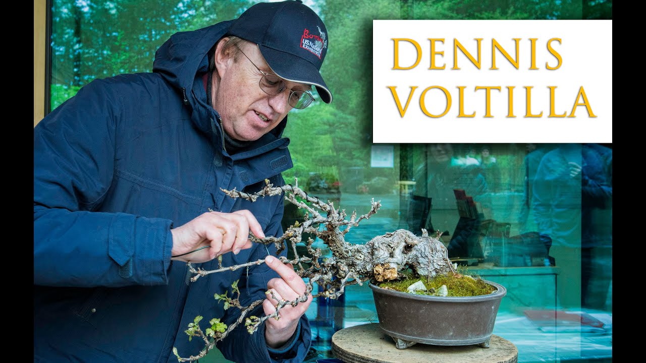 A quick visit with Dennis Vojtilla a deciduous bonsai master