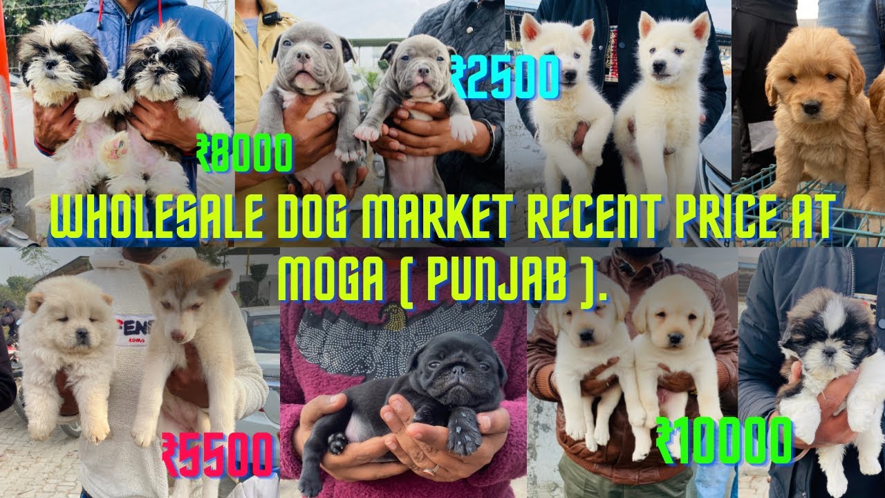 Wholesale Dog Market Recent Price At Moga ( Punjab ). Only ₹2500 All india Delivery 😱