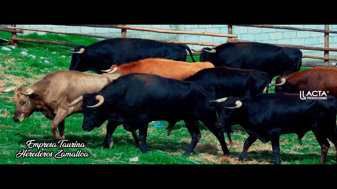 TOROS BRAVOS EN APURIMAC - EMPRESA TAURINA HEREDEROS ZAMALLOA