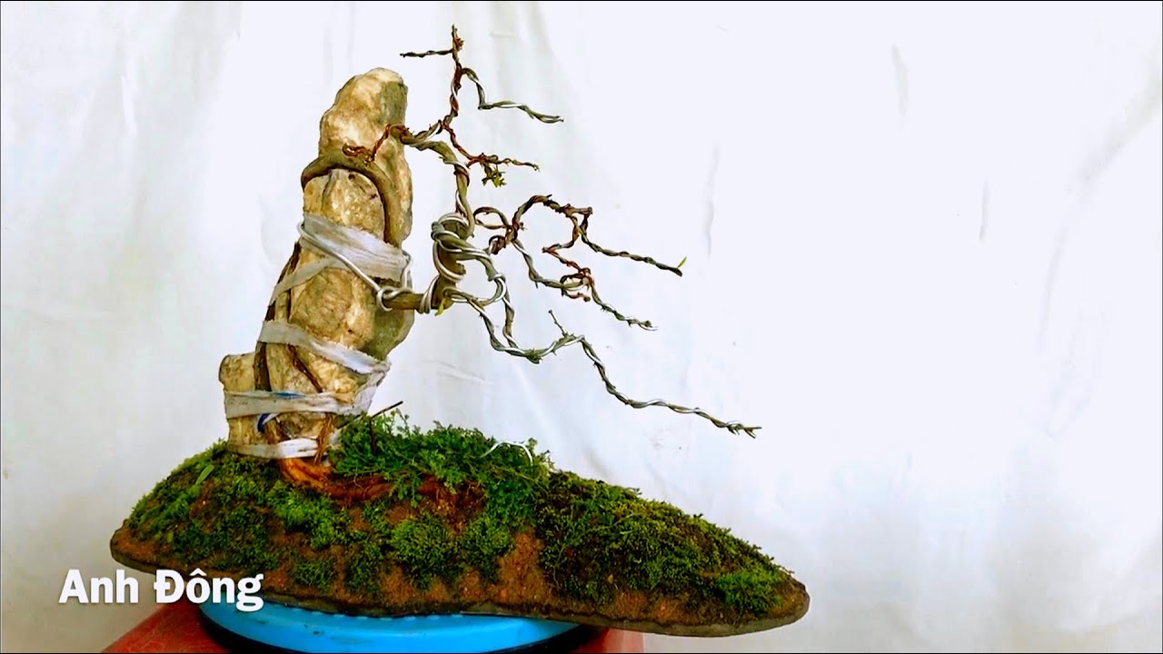 Cách trồng cây bonsai bám đá