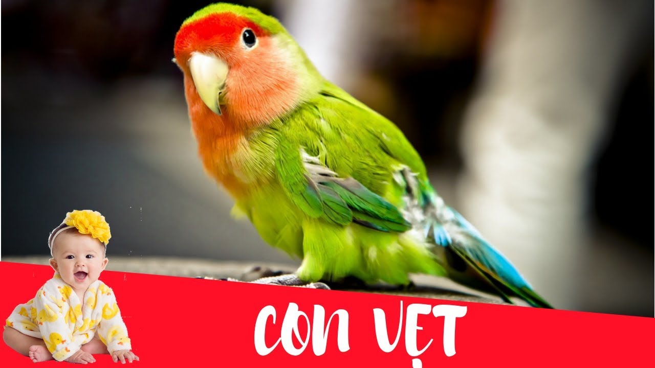Dạy b&eacute; học con vẹt | Dạy em b&eacute; tập n&oacute;i t&ecirc;n v&agrave; hoạt động c&aacute;c con vật