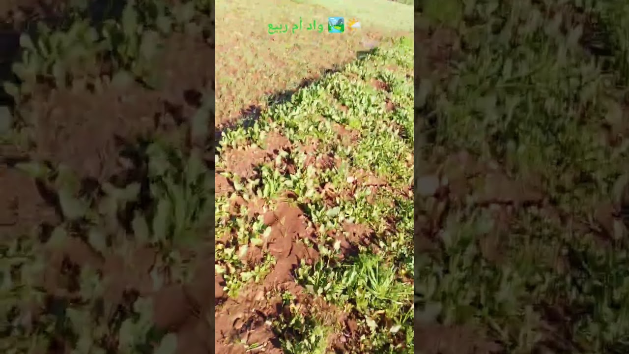 #واديـأمـالربيع#الجديدة #أزمور