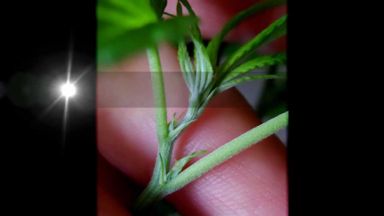 Poda Cut Critical Sensi Star.wmv