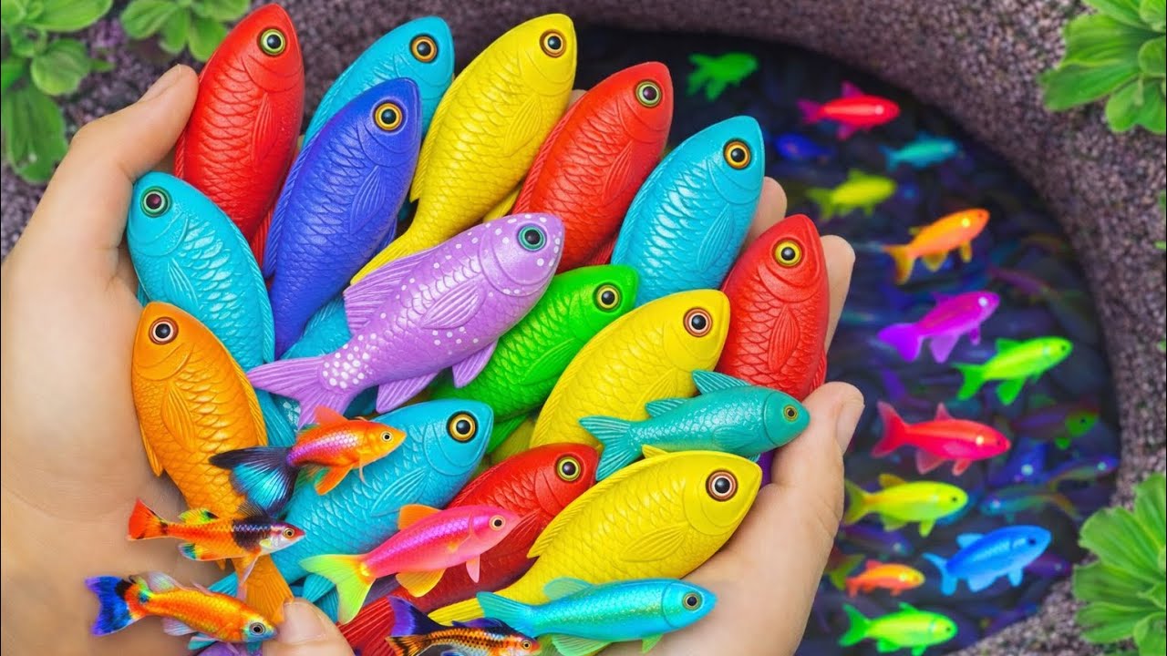Lagi Tangkap Ikan Guppy & Glowfish, Eh Kucing Ikut Noel!