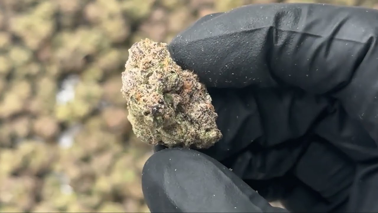 Oregon Huckleberry THCa Flower by Hemp-Flower.com