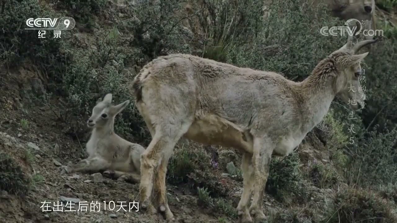岩羊&mdash;&mdash;世界上最勇敢的羊 在悬崖峭壁上生活 小羊刚出生几天就会攀岩《自然的力量&middot;大地生灵》第五集【CCTV纪录】