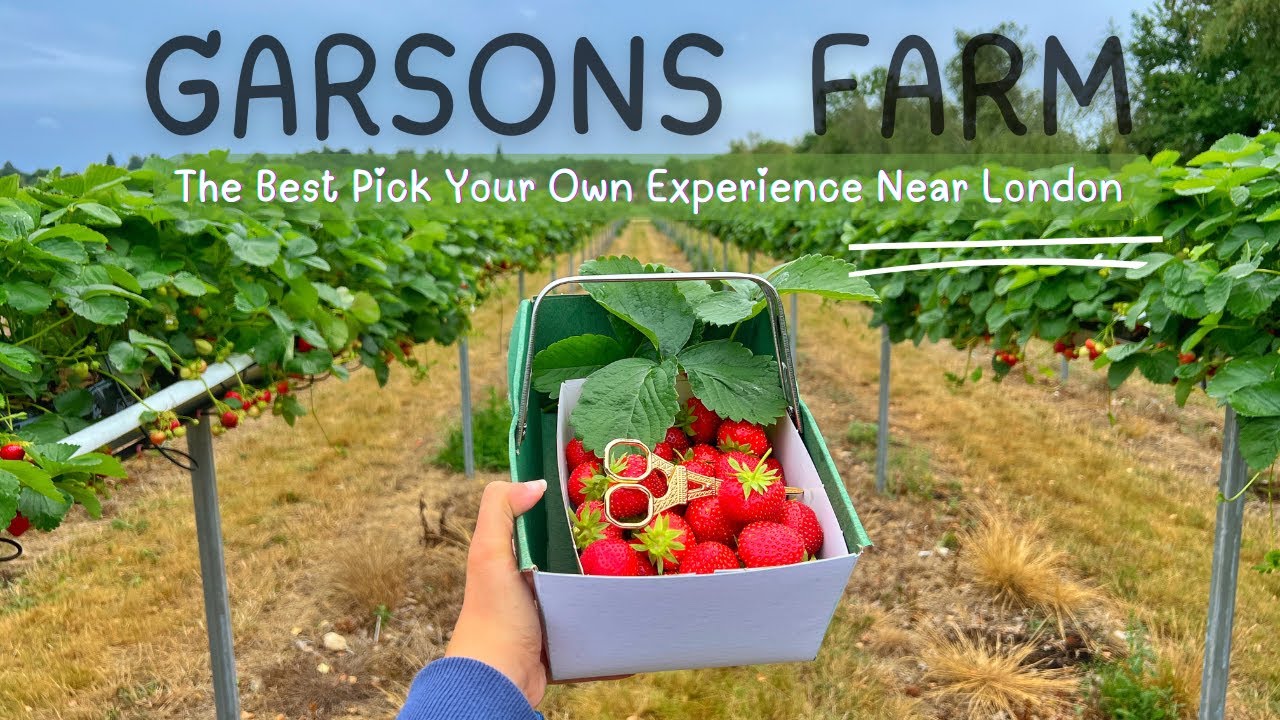 Garsons farm best and Biggest Pick Your Own Farm in London 2025