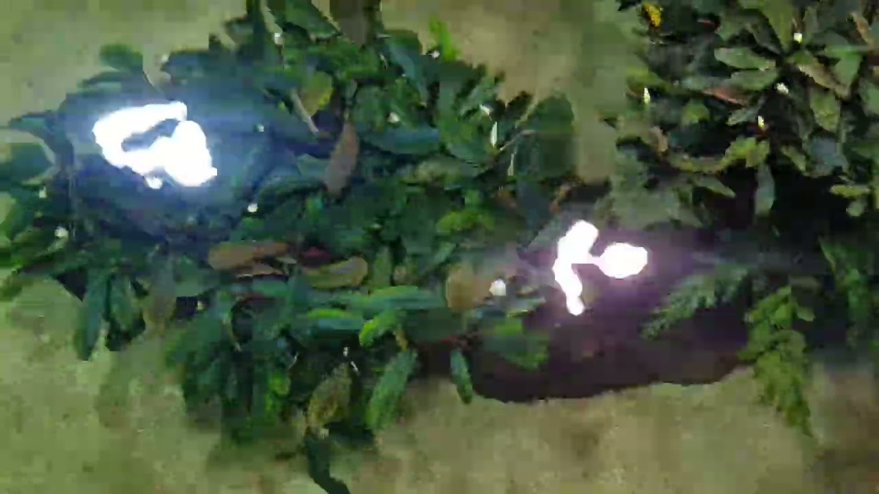 Bucephalandra plants 576 l