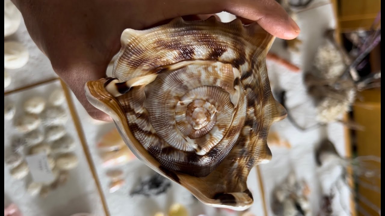 Nassau Bahamas is One of the Best Shelling Places