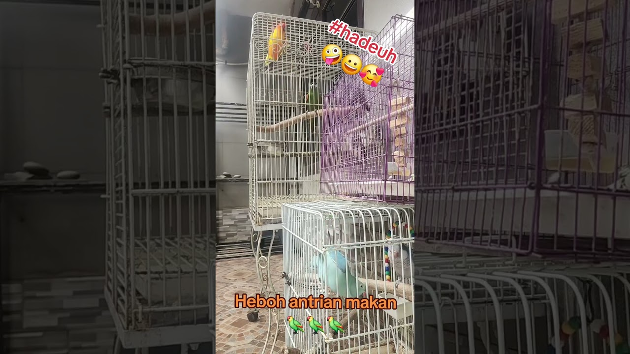 Baby #birds #kids #macaw #conure #parakeet #ringneck #afgrey #parkit #parbeng #parrot #bogorpisan