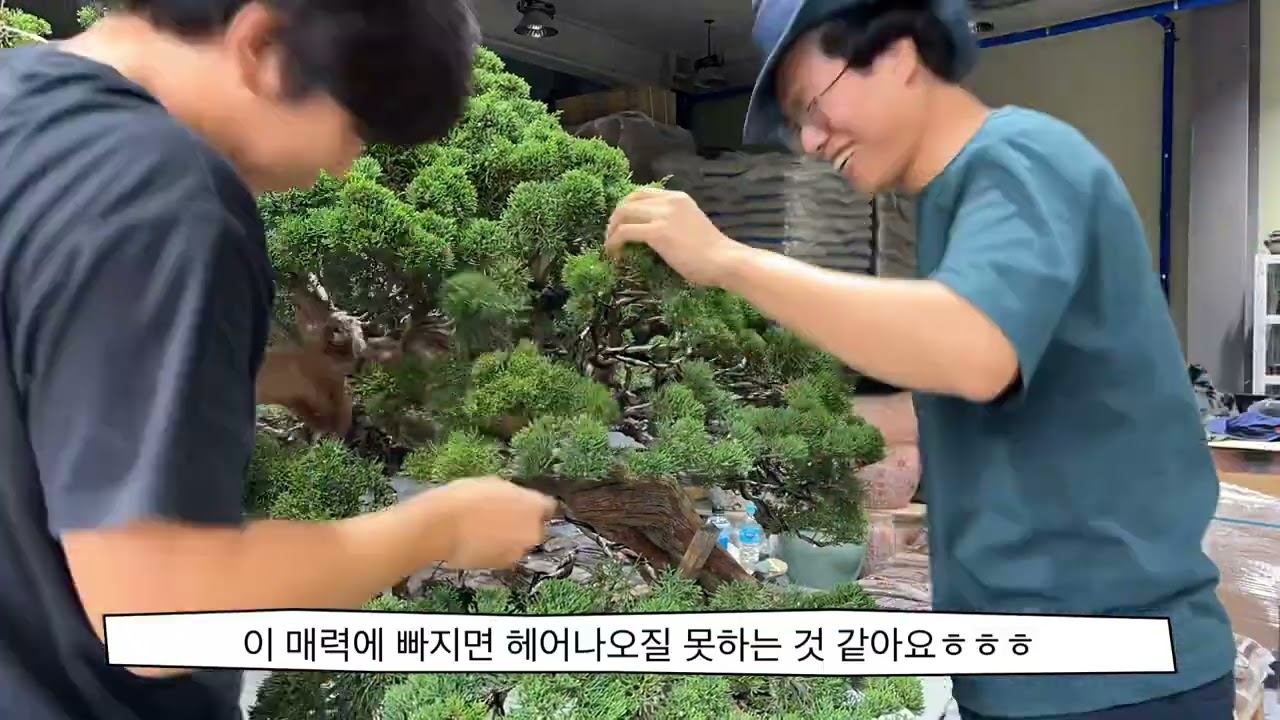 KOREA 분재 매력에 빠진 두 ‘남자’의 진백 철사걸이 Bonsai Wiring