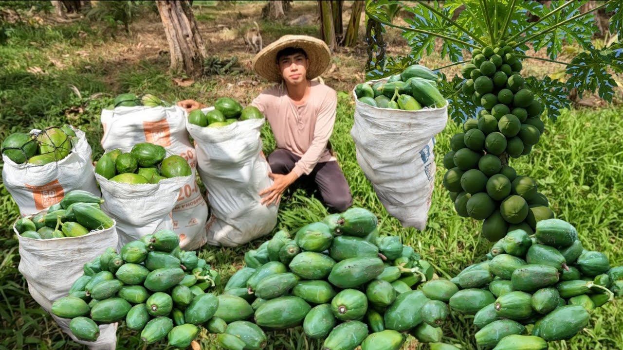 PAGHARVEST NG PAPAYA DALAWANG SAKO ORDER SAATIN 