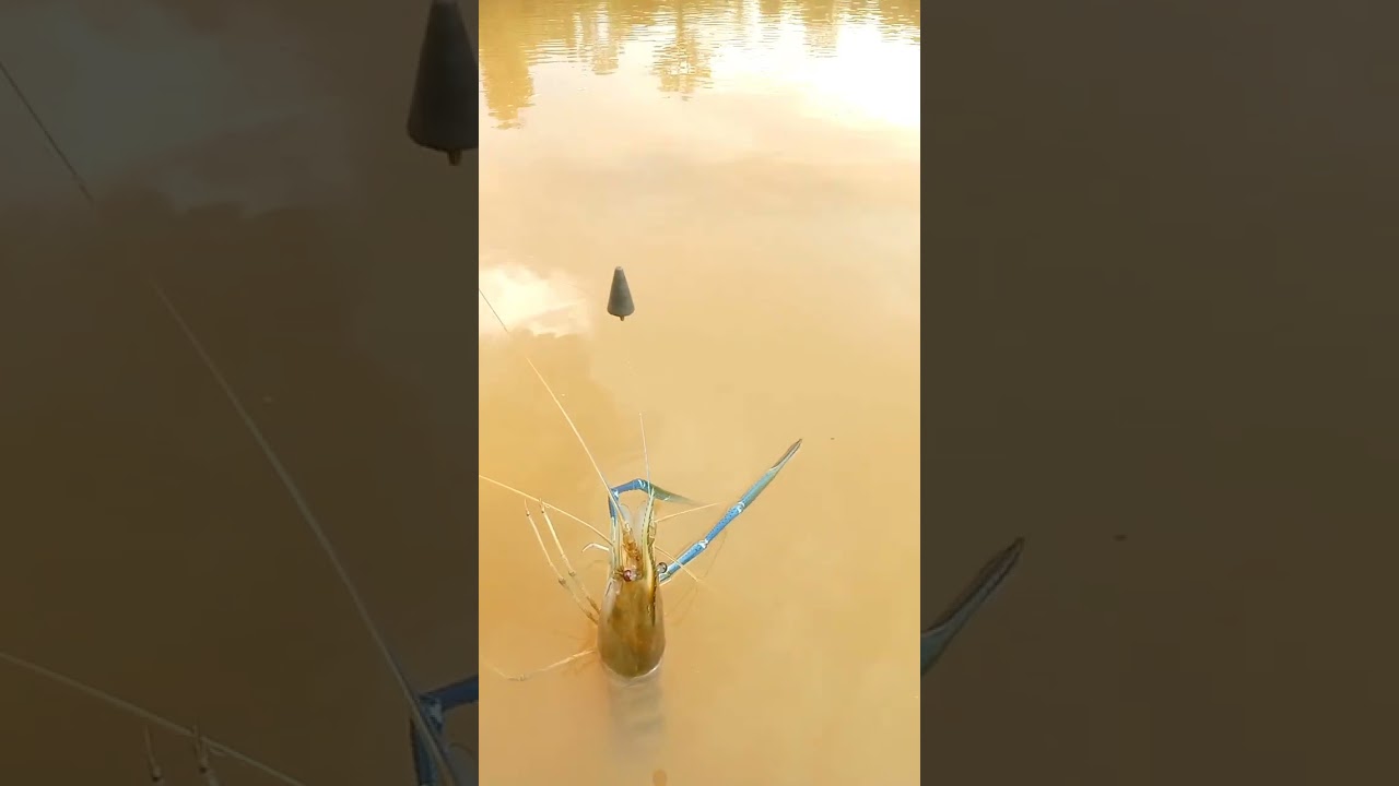 fishing udang galah