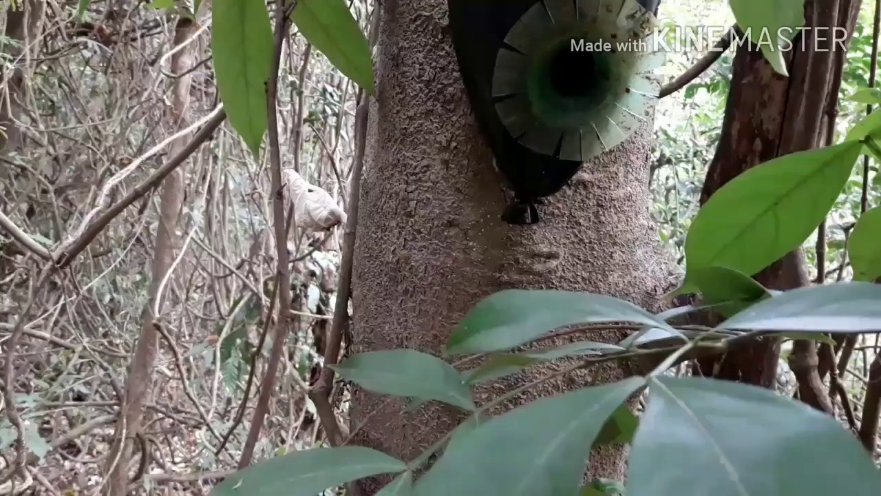 Processo completo de enxameação das abelhas nativas Brasileiras (capturas de jataí )