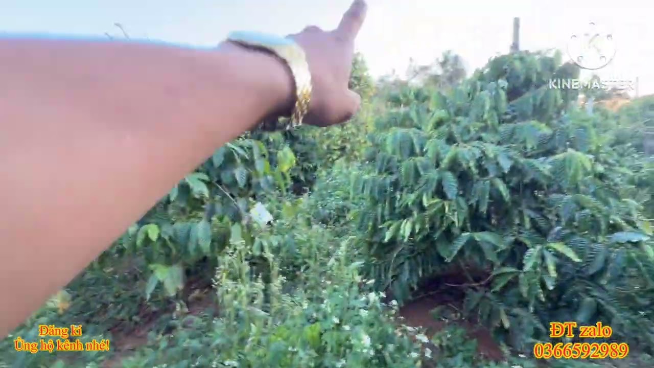 Bán 4,5ha cà phê hồ tiêu,nhà điện nước sổ sách đầy đủ,nguồn thu mạnh giá rẻ lh 0366592989