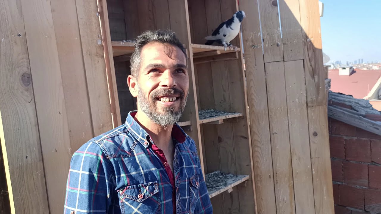 KÖYDEN ŞEHİRE KUŞLARLA GÖÇ ADANA ŞAMİ ZIRHLI GÜVERCİNLERİ TOPLU UÇUM !!!