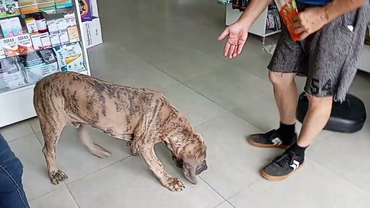 Despedida do BLUE, visita aos monstros Thor e Hulk e desmame dos filhotes