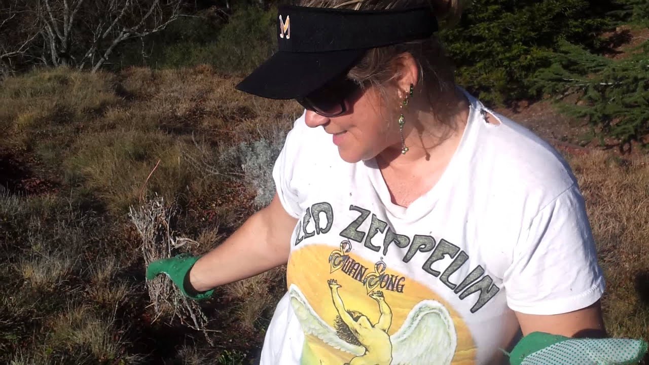 Restoration 101 for Living Roofs
