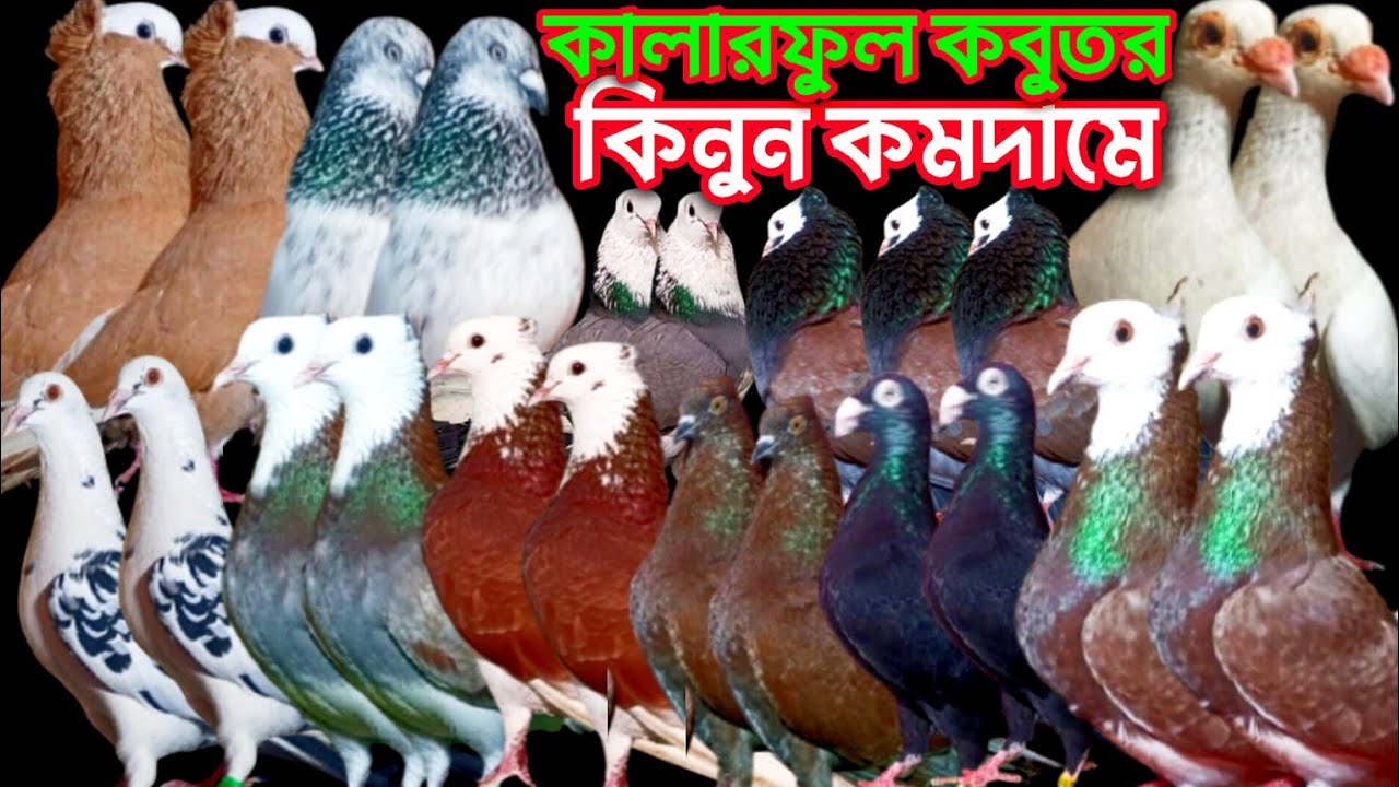 অস্থির কবুতর কালেকশন ডিম বাচ্চাসহ কবুতর বিক্রি হবে #pigeon