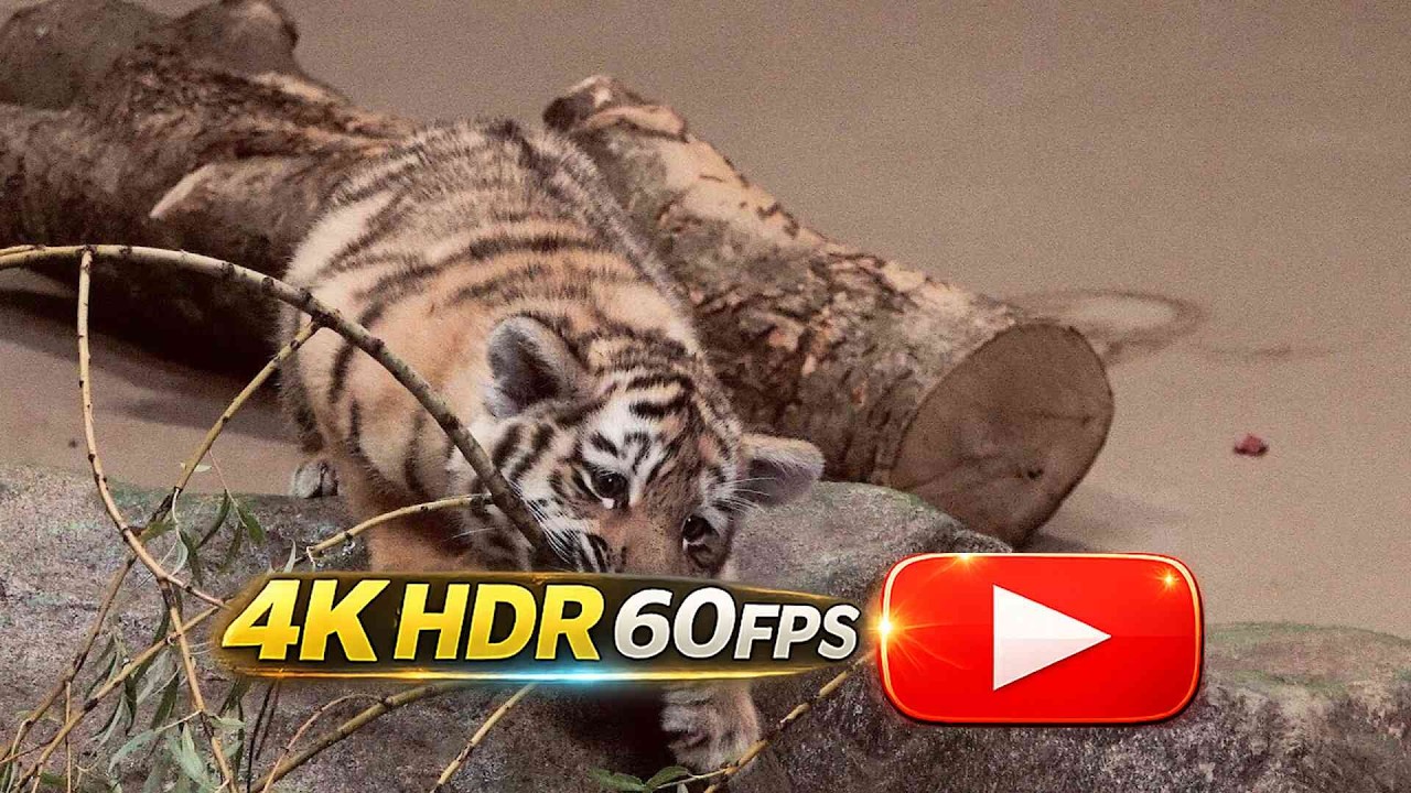 🐅🐯 Amur Tiger Cub Name Revealed – 
