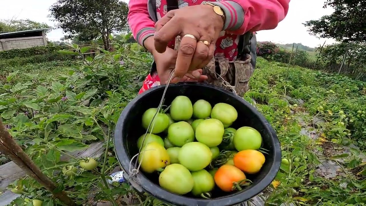 MAG HARVEST NG KAMATIS AT MAMASYAL SA BUKID