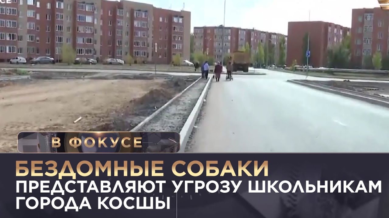 Бездомные собаки представляют угрозу школьникам города Косшы. «В фокусе»