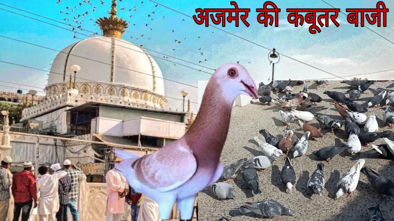 Ajmer ki kabootar bazi. Liyakat bhai ka patiyala kabootar ka shoq.