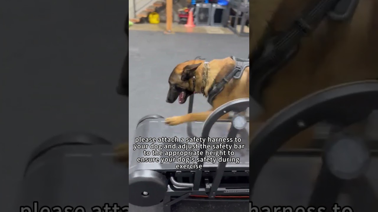 The adjustable height stand, along with the leash, ensures the safety of dogs using the treadmill.