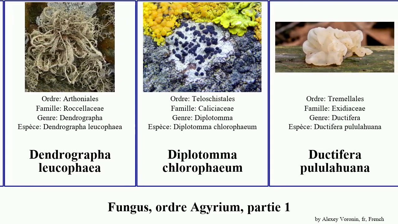 Fungus, ordre Agyrium, partie 1 des rufus lichen noire bleue tomate couvert graminis parasitica