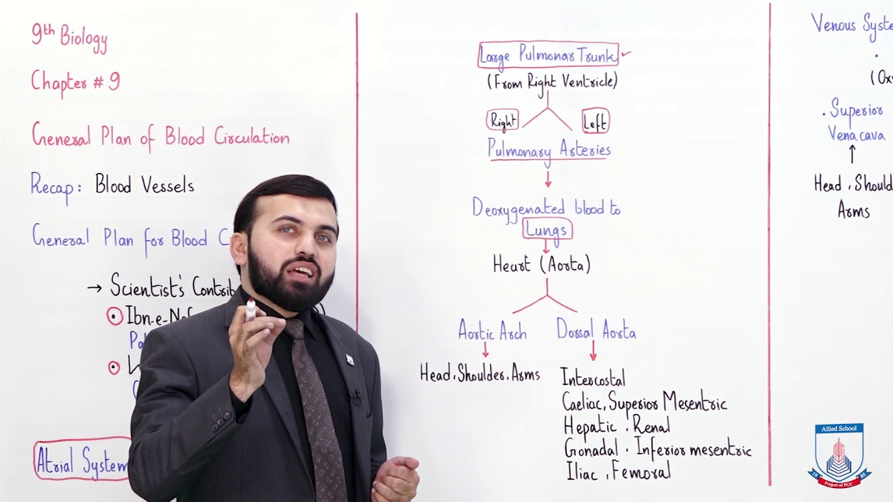 Class 9 - Biology - Chapter 9 - Lecture 14 General Body Plan for Blood Circulation - Allied Schools