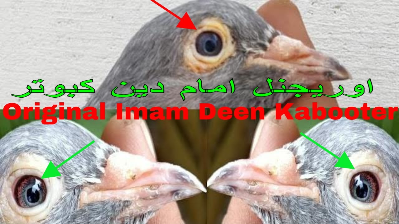 Oryginalny Imam Deen Kabooter ki Pehchan lub jego specjalność | (Część 2 ) | urdu\hindi | 0313334...