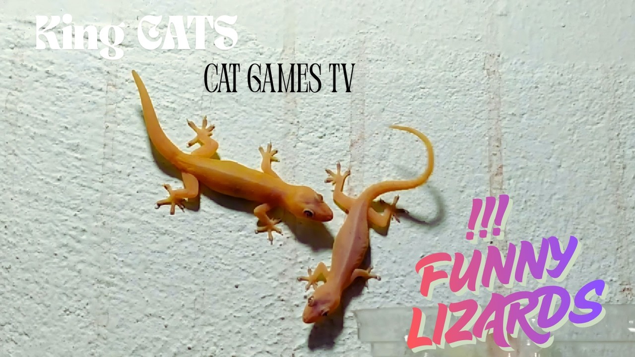Cat games! Video for cats! The mischievous house lizards - CAT TV