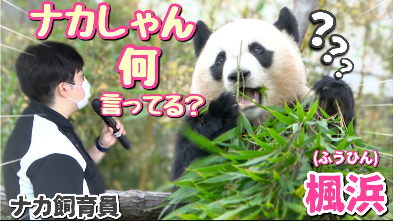 【パンダアイドル楓浜】ナカ飼育員のアナウンスに聞き耳🐼慌ててバックヤードに帰りたくなるふうちゃんであった（笑）