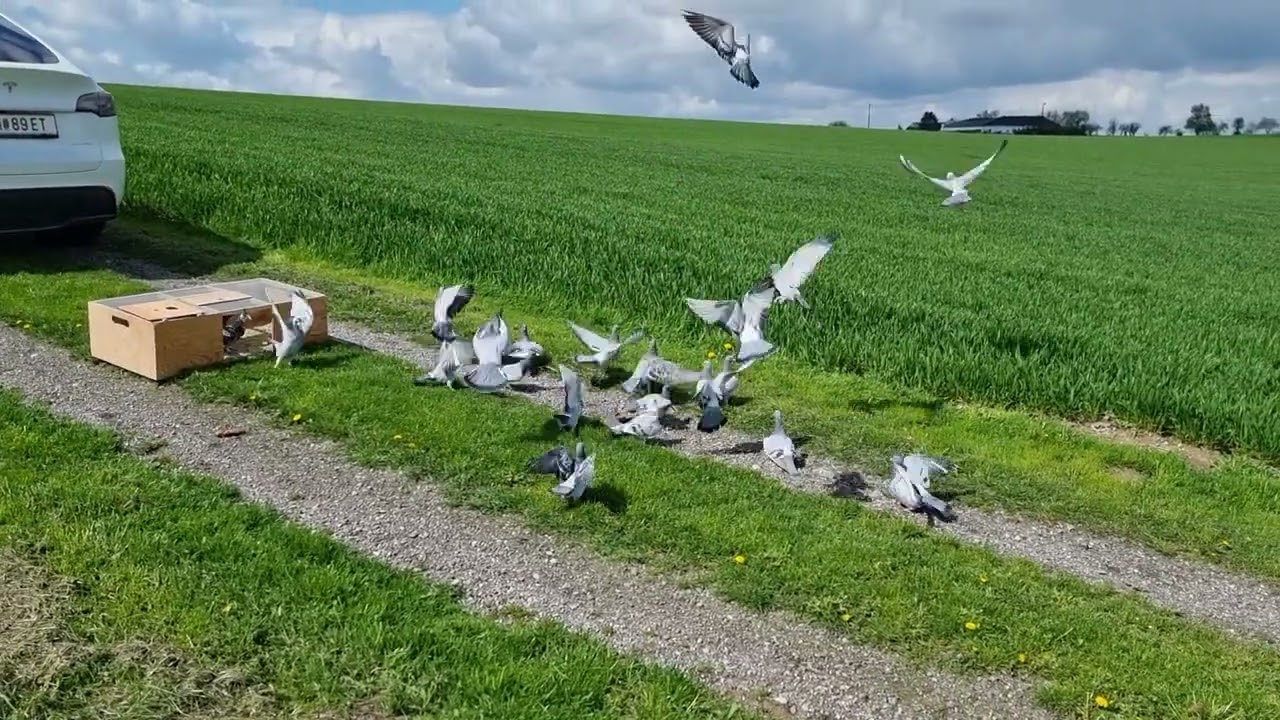 Brieftauben am 25.4.23