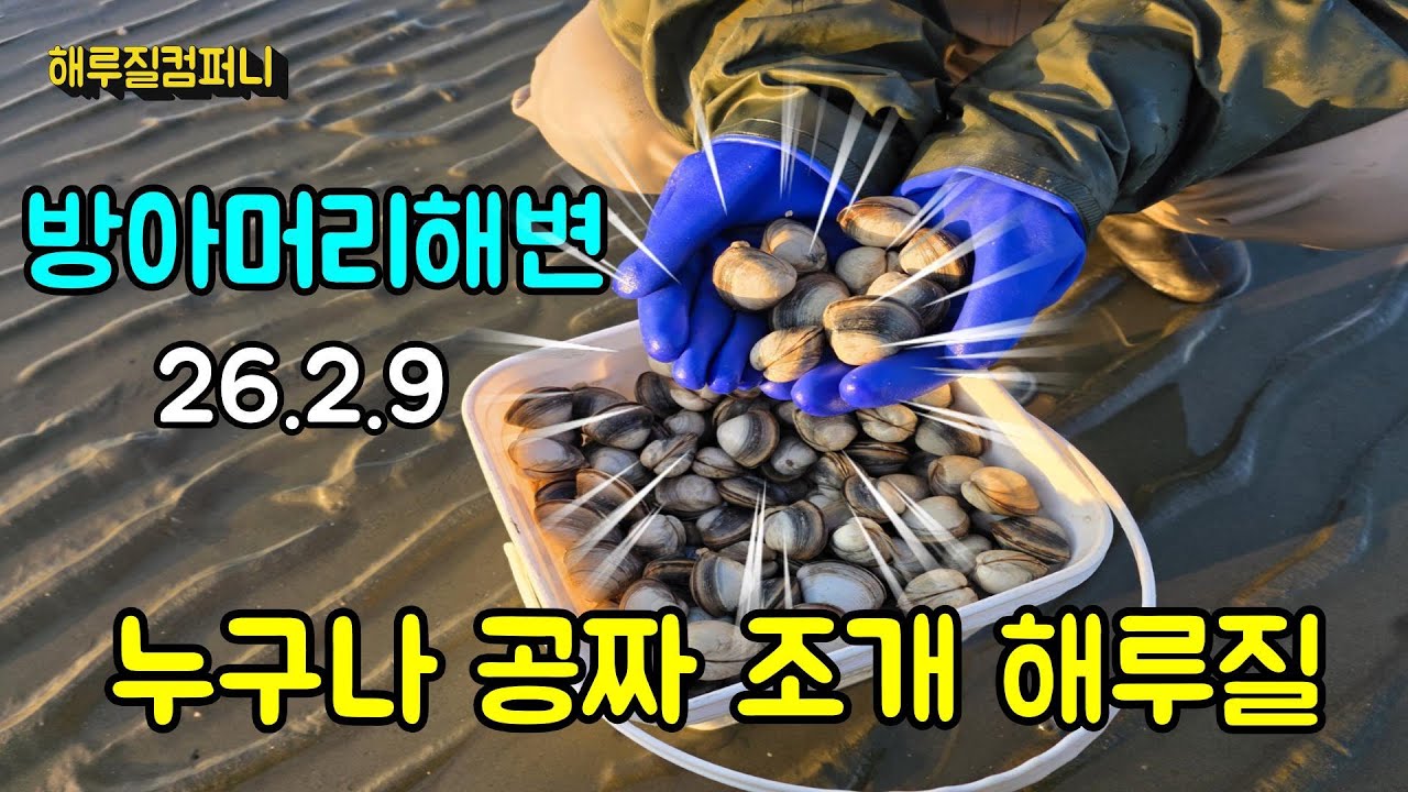 누구나 무료로 조개를 캘수있는 수도권 해수욕장!