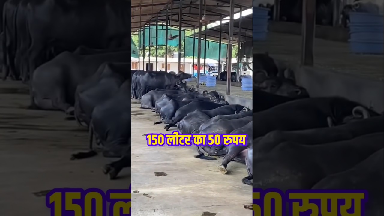 नौकरी नही लगी तो आपको क्या करना हैं #dairyfarm #milk #business  #buffalo