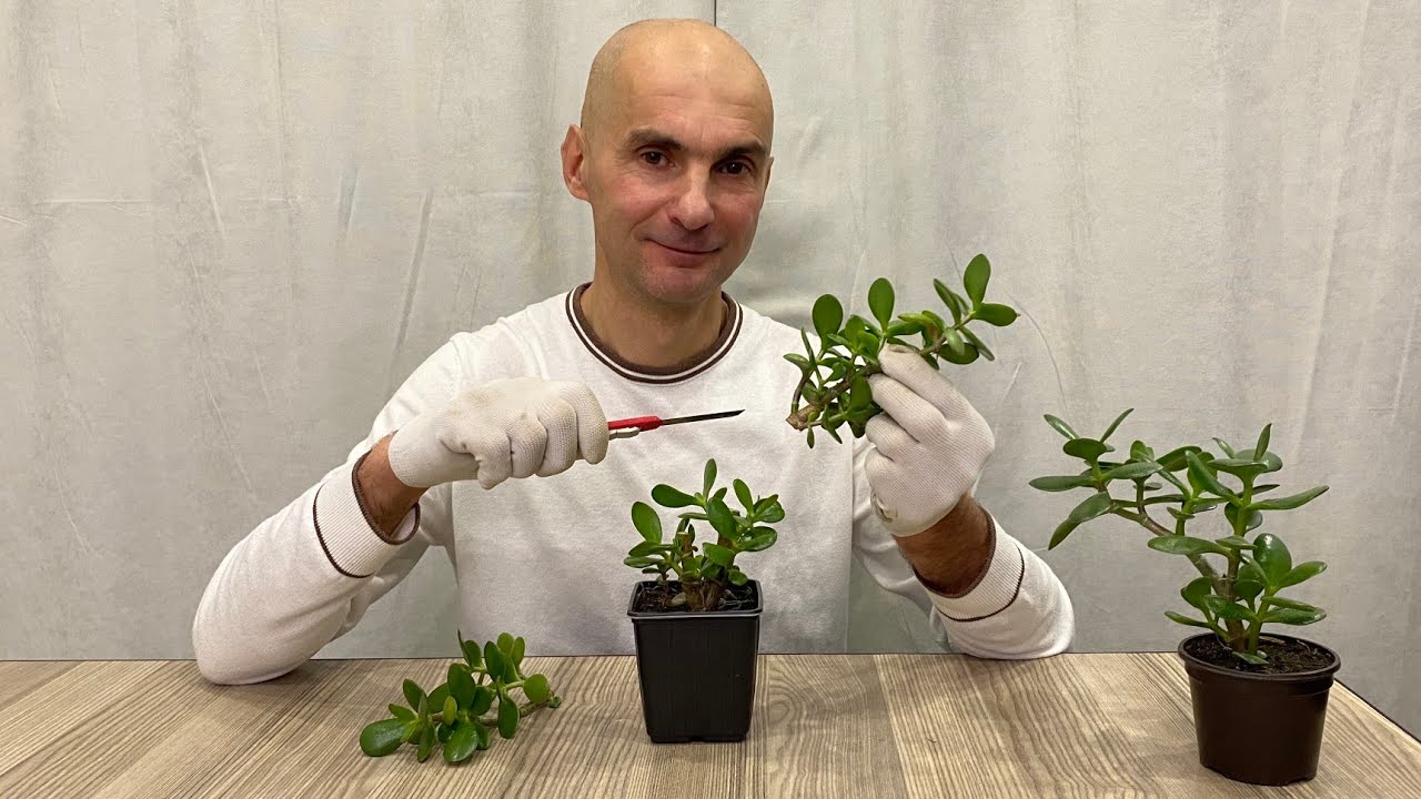 [НЕ ПОВТОРЯТЬ] Обрезал Крассулу Зимой | Толстянка | Денежное Дерево
